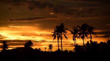 Gün batımında palmiye ağaçları silueti