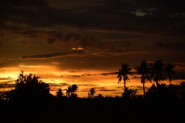 Gün batımında palmiye ağaçları silueti