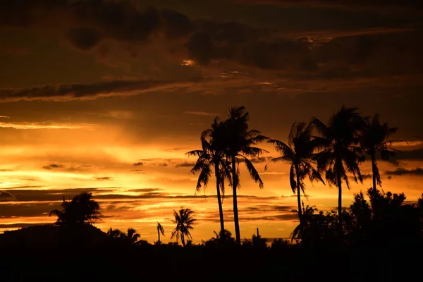 Gün batımında palmiye ağaçları silueti