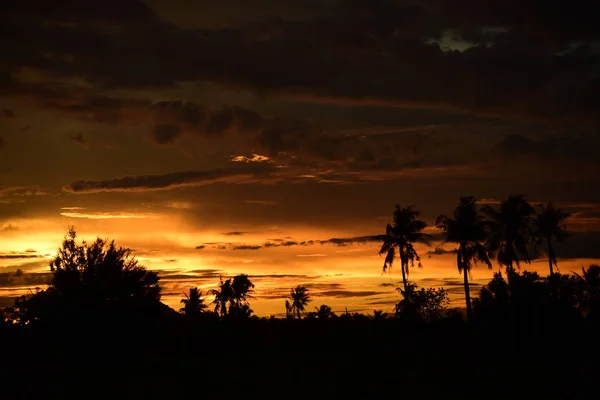 Palmen Silhouette Bei Sonnenuntergang — Stockfoto