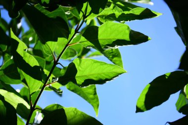 Yeşil yaprakları ile güneş ışığı ve gökyüzü arka plan görüntüsü olarak kullanın.