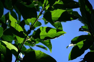 Yeşil yaprakları ile güneş ışığı ve gökyüzü arka plan görüntüsü olarak kullanın.