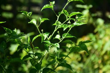 Yeşil yaprakları ile güneş ışığı ve gökyüzü arka plan görüntüsü olarak kullanın.