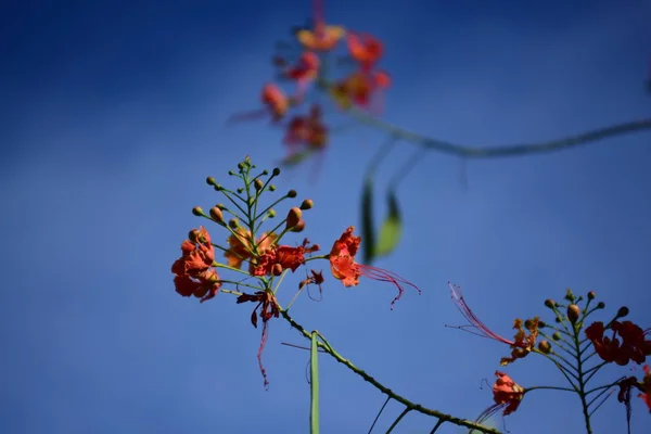 Frühling Zweige Himmel Hintergrund — Stockfoto