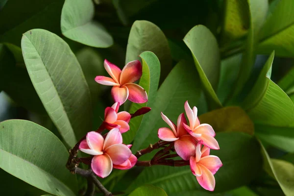 Fiori Colorati Giardino Fiori Plumeria Bellissimi Fiori Giardino Fioritura Estate — Foto Stock