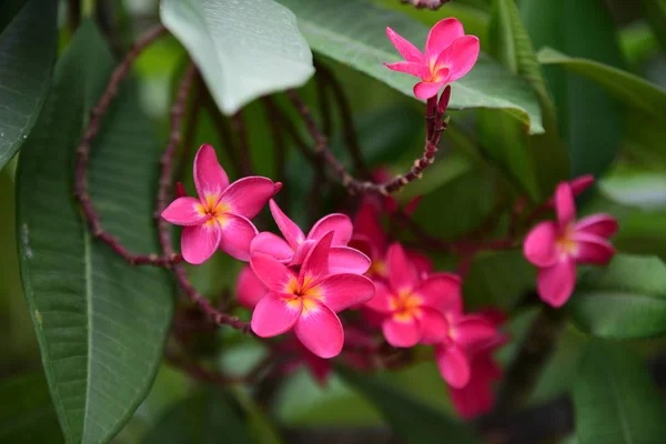 Kolorowe Kwiaty Ogrodzie Kwitnący Kwiat Plumeria Piękne Kwiaty Ogrodzie Blooming — Zdjęcie stockowe