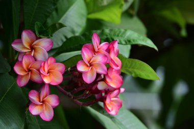 Renkli çiçek. Flower.group sarı beyaz ve pembe çiçek (Frangipani, Plumeria) grup beyaz ve sarı arka planda yaprakları ile frangipani çiçekler. Plumeria çiçek çiçeklenme .