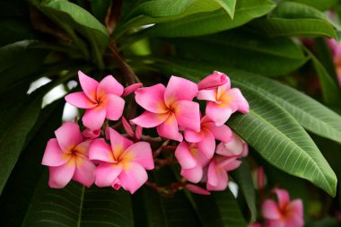 Renkli çiçek. Flower.group sarı beyaz ve pembe çiçek (Frangipani, Plumeria) grup beyaz ve sarı arka planda yaprakları ile frangipani çiçekler. Plumeria çiçek çiçeklenme .