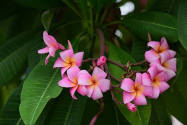 Renkli çiçek. Flower.group sarı beyaz ve pembe çiçek (Frangipani, Plumeria) grup beyaz ve sarı arka planda yaprakları ile frangipani çiçekler. Plumeria çiçek çiçeklenme .