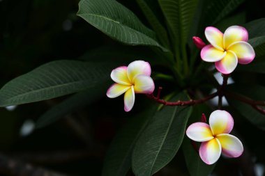 Renkli çiçek. Flower.group sarı beyaz ve pembe çiçek (Frangipani, Plumeria) grup beyaz ve sarı arka planda yaprakları ile frangipani çiçekler. Plumeria çiçek çiçeklenme .