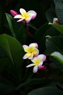 Renkli çiçek. Flower.group sarı beyaz ve pembe çiçek (Frangipani, Plumeria) grup beyaz ve sarı arka planda yaprakları ile frangipani çiçekler. Plumeria çiçek çiçeklenme .