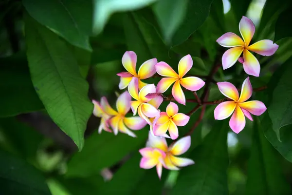 Flores Coloridas Jardim Flor Plumeria Florescer Lindas Flores Jardim Florescendo — Fotografia de Stock