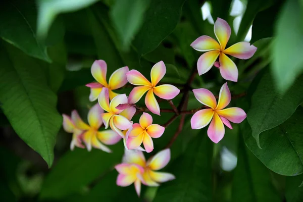 Bunte Blumen Garden Plumeria Flower Blooming Beautiful Blumen Garten Blüht — Stockfoto