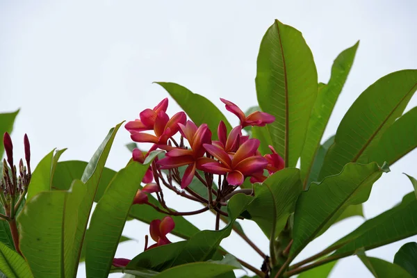 Bahçede Renkli Çiçek Plumeria Çiçek Çiçeklenme Yaz Aylarında Bahçe Blooming — Stok fotoğraf