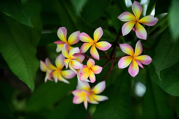 Flores Coloridas Jardim Flor Plumeria Florescer Lindas Flores Jardim Florescendo — Fotografia de Stock