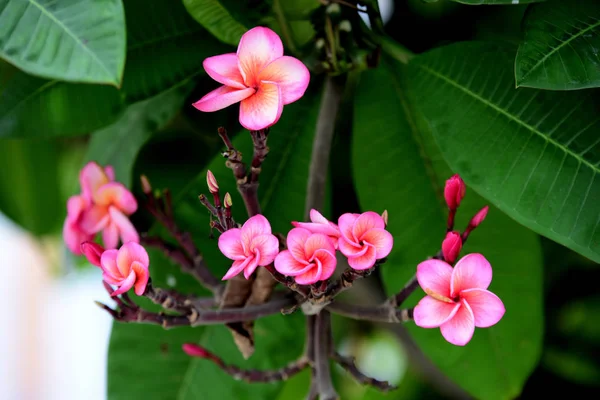 Färgglada Blommor Trädgården Plumeria Blomma Blommande Vackra Blommor Den Trädgård — Stockfoto
