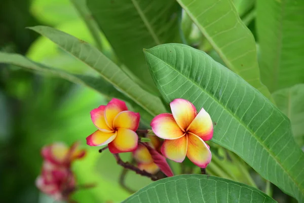 Fiori Colorati Giardino Fiori Plumeria Bellissimi Fiori Giardino Fioritura Estate — Foto Stock