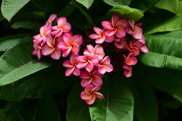 花园里五颜六色的花朵 鸡蛋花开花 花园里美丽的花朵在夏天盛开 园景园正式花园 美丽的花园 — 图库照片