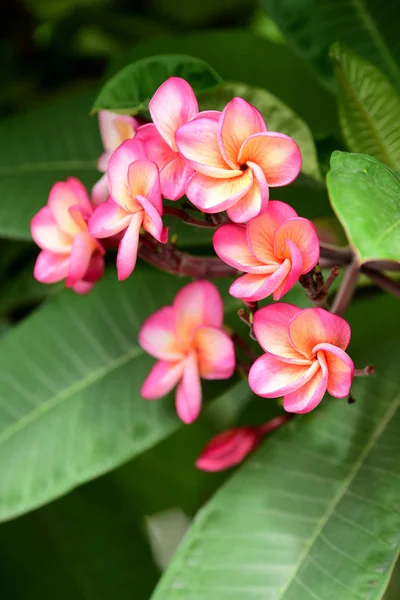 花园里五颜六色的花朵 鸡蛋花开花 花园里美丽的花朵在夏天盛开 园景园正式花园 美丽的花园 — 图库照片