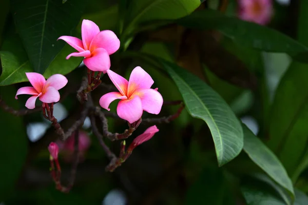 Färgglada Blommor Trädgården Plumeria Blomma Blommande Vackra Blommor Den Trädgård — Stockfoto