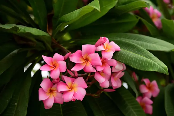 Barevné Květiny Zahradě Plumeria Kvetení Krásné Květiny Zahradě Blooming Létě — Stock fotografie