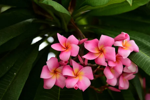 Fiori Colorati Giardino Fiori Plumeria Bellissimi Fiori Giardino Fioritura Estate — Foto Stock