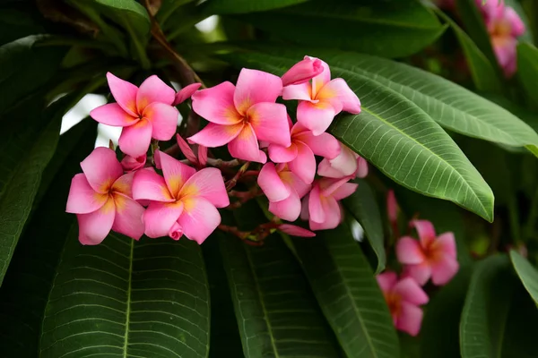 庭にはカラフルな花 プルメリアの花が咲いています 夏に庭の咲く美しい花 正式な庭園 美しい庭園 — ストック写真