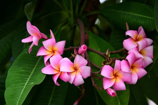 Fleurs Colorées Dans Jardin Fleurs Plumeria Fleurir Belles Fleurs Dans — Photo