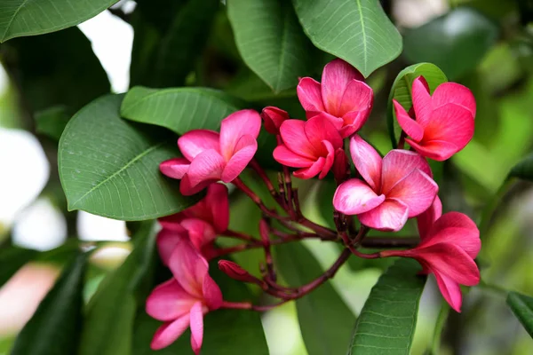 Bahçede Renkli Çiçek Plumeria Çiçek Çiçeklenme Yaz Aylarında Bahçe Blooming — Stok fotoğraf