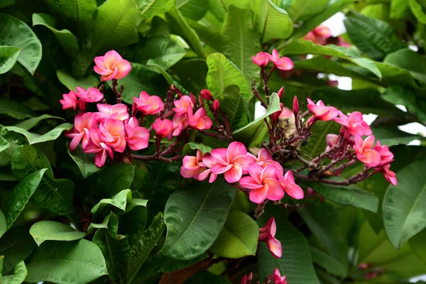 Flores Colores Jardín Flor Plumería Hermosas Flores Jardín Floreciendo Verano —  Fotos de Stock