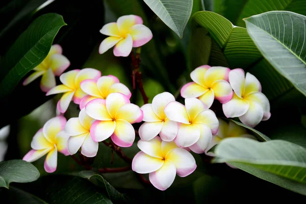 Kolorowe Kwiaty Ogrodzie Kwitnący Kwiat Plumeria Piękne Kwiaty Ogrodzie Blooming — Zdjęcie stockowe