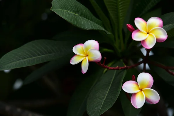 Colorful flowers.Group of flower.group of yellow white and pink flowers (Frangipani, Plumeria) White and yellow frangipani flowers with leaves in background.Plumeria flower blooming .