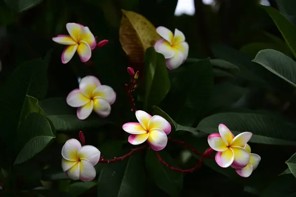 Πολύχρωμα Λουλούδια Στον Κήπο Όμορφα Λουλούδια Στον Τον Κήπο Blooming — Φωτογραφία Αρχείου