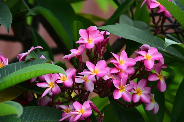 Fiori Colorati Giardino Fiori Plumeria Bellissimi Fiori Giardino Fioritura Estate — Foto Stock