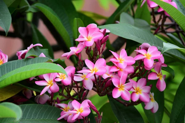 Colorful flowers.Group of flower.group of yellow white and pink flowers (Frangipani, Plumeria) White and yellow frangipani flowers with leaves in background.Plumeria flower blooming .