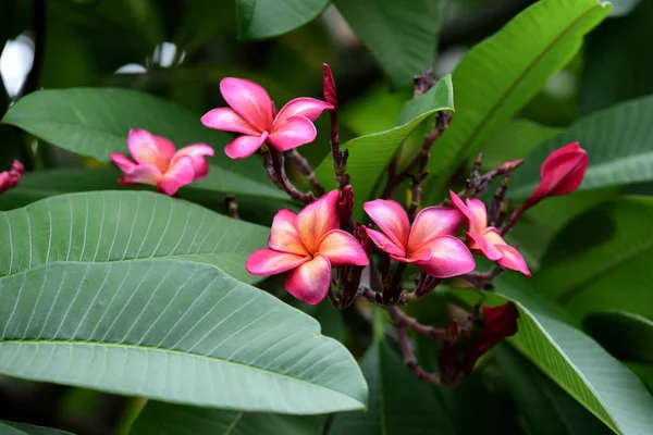 Flores Coloridas Jardim Flor Plumeria Florescer Lindas Flores Jardim Florescendo — Fotografia de Stock