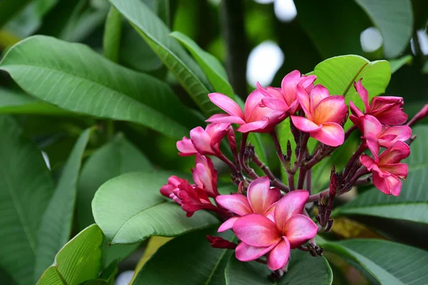 Kolorowe Kwiaty Ogrodzie Kwitnący Kwiat Plumeria Piękne Kwiaty Ogrodzie Blooming — Zdjęcie stockowe