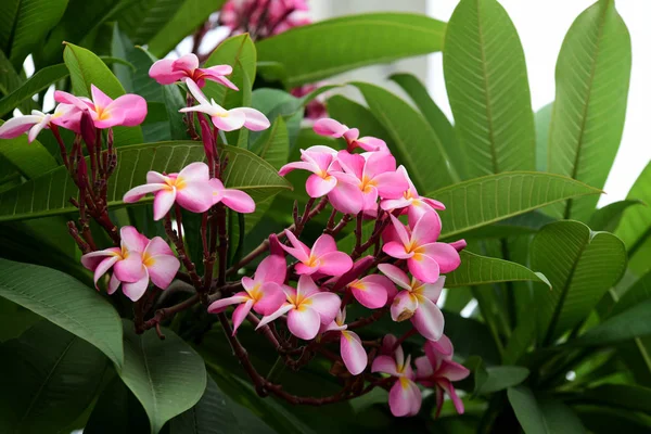 Barevné Květiny Zahradě Plumeria Kvetení Krásné Květiny Zahradě Blooming Létě — Stock fotografie