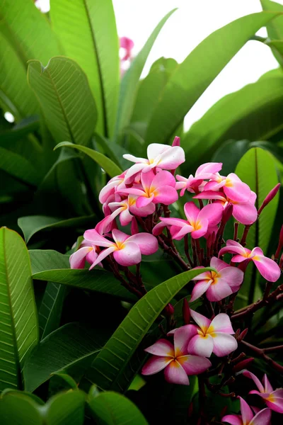 Bahçede Renkli Çiçek Plumeria Çiçek Çiçeklenme Yaz Aylarında Bahçe Blooming — Stok fotoğraf