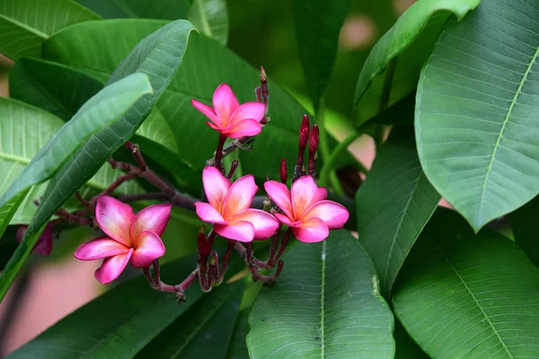 Färgglada Blommor Trädgården Plumeria Blomma Blommande Vackra Blommor Den Trädgård — Stockfoto