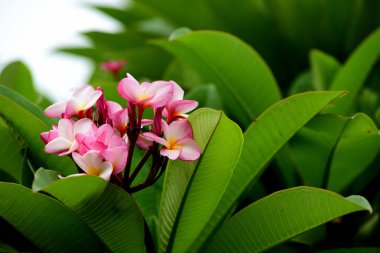 Renkli çiçek. Flower.group sarı beyaz ve pembe çiçek (Frangipani, Plumeria) grup beyaz ve sarı arka planda yaprakları ile frangipani çiçekler. Plumeria çiçek çiçeklenme .