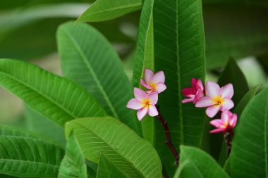 Renkli çiçek. Flower.group sarı beyaz ve pembe çiçek (Frangipani, Plumeria) grup beyaz ve sarı arka planda yaprakları ile frangipani çiçekler. Plumeria çiçek çiçeklenme .