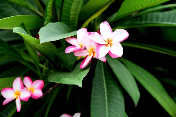 Barevné Květiny Zahradě Plumeria Kvetení Krásné Květiny Zahradě Blooming Létě — Stock fotografie