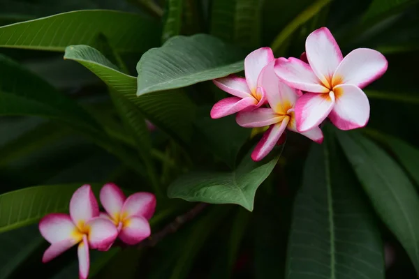 Kleurrijke Bloemen Groep Van Flower Group Van Gele Witte Roze — Stockfoto