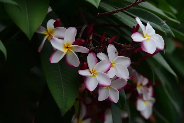 庭にはカラフルな花 プルメリアの花が咲いています 夏に庭の咲く美しい花 正式な庭園 美しい庭園 — ストック写真