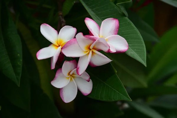 Kleurrijke Bloemen Tuin Plumeria Bloem Bloeien Prachtige Bloemen Tuin Blooming — Stockfoto