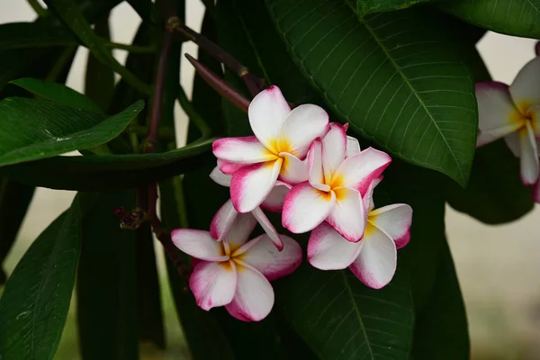 Bunte Blumen Garden Plumeria Flower Blooming Beautiful Blumen Garten Blüht — Stockfoto