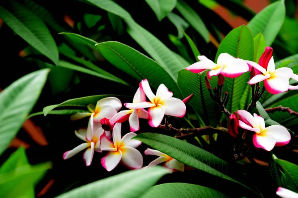 Bahçede Renkli Çiçek Plumeria Çiçek Çiçeklenme Yaz Aylarında Bahçe Blooming — Stok fotoğraf