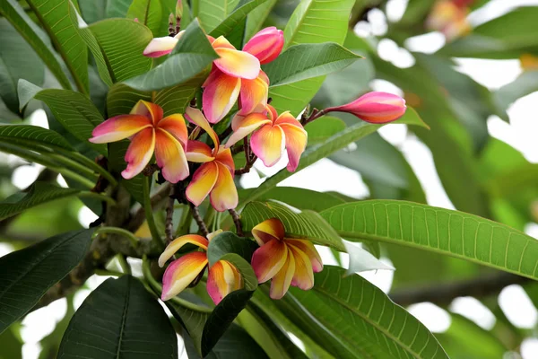 Flores Coloridas Jardim Flor Plumeria Florescer Lindas Flores Jardim Florescendo — Fotografia de Stock