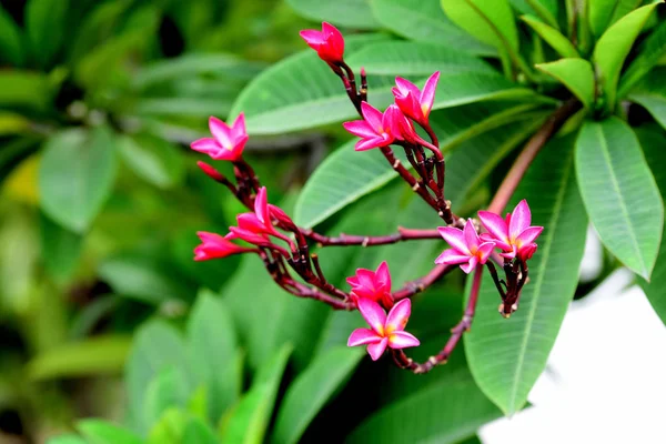 Kolorowe Kwiaty Ogrodzie Kwitnący Kwiat Plumeria Piękne Kwiaty Ogrodzie Blooming — Zdjęcie stockowe